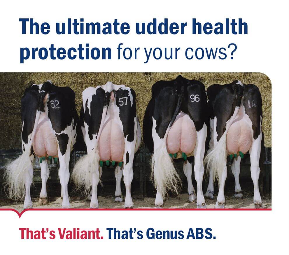 Cow udder health protection with Valiant from Genus ABS