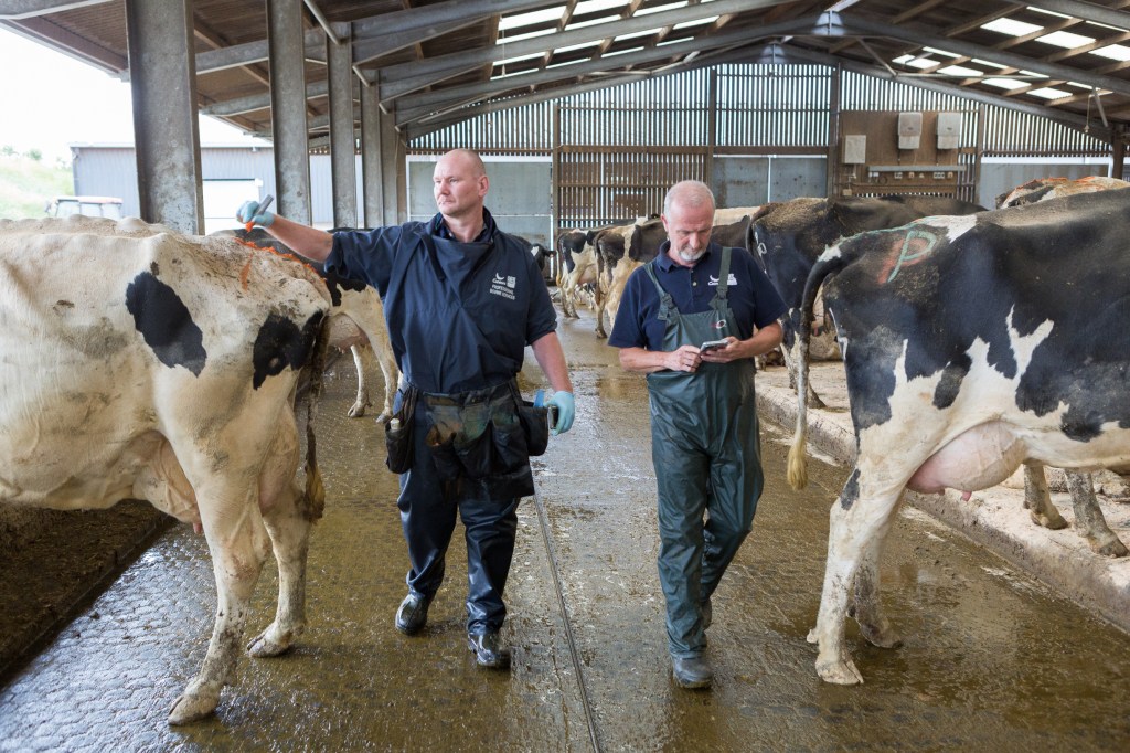 2 workers in cow house working on breeding strategy