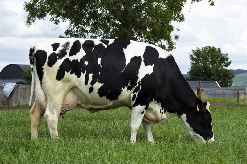 Dam of Heywood