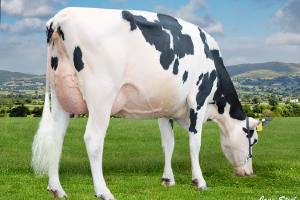 Holstein cow - milk production