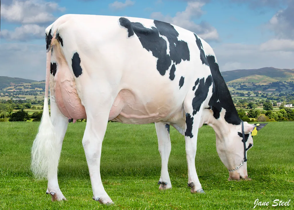 Holstein cow - milk production