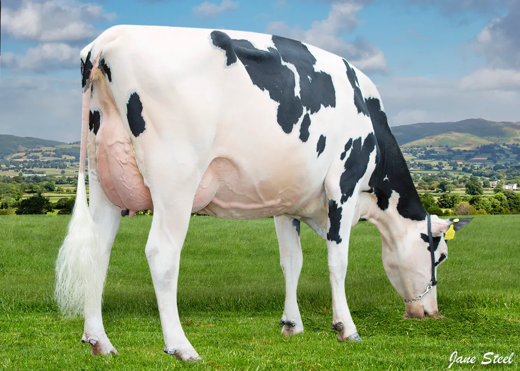 Blonde Holstein Dairy Cows - wide 4