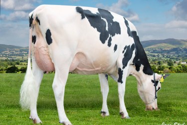 Holstein cow - milk production