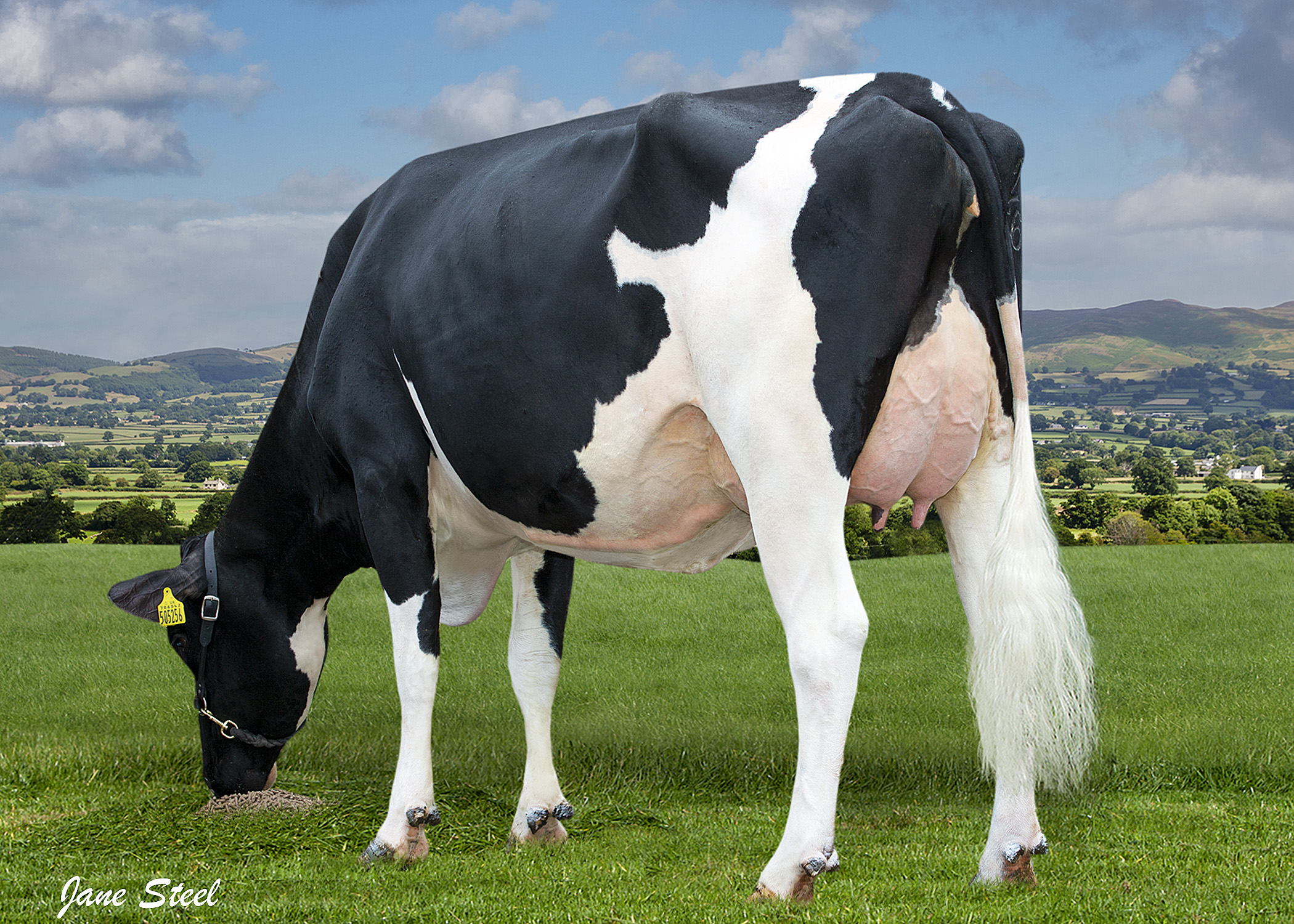 Holstein steer
