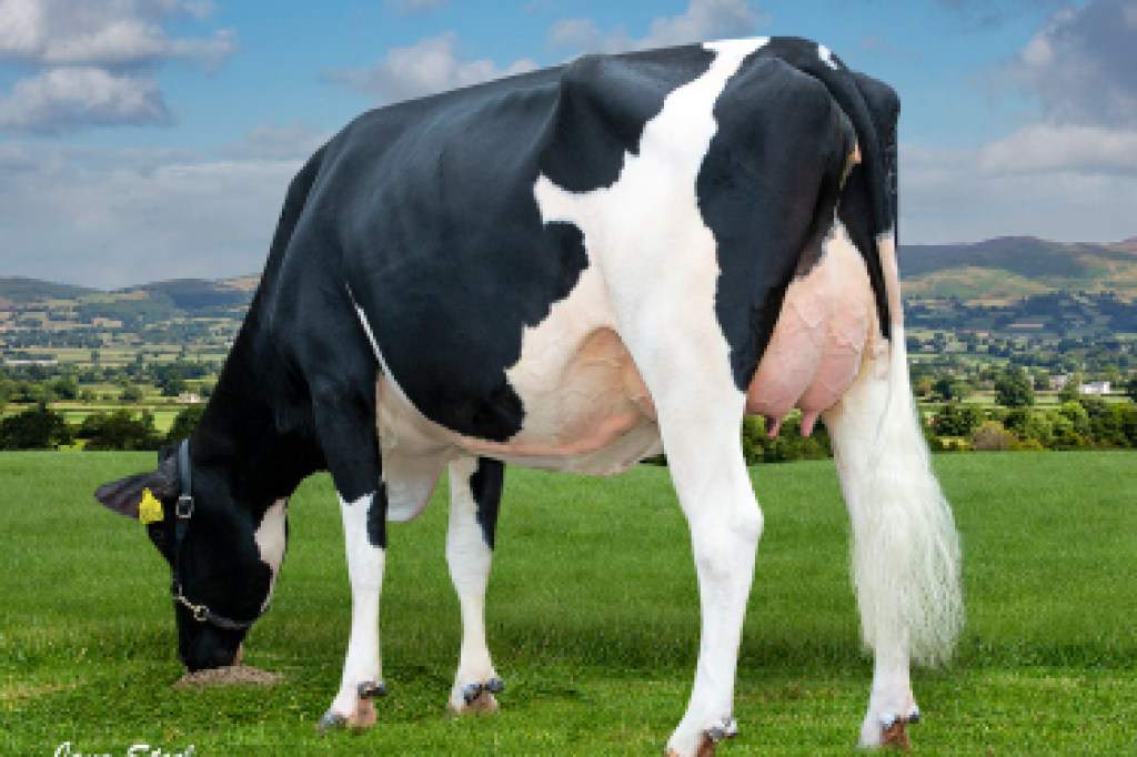 Holstein cow