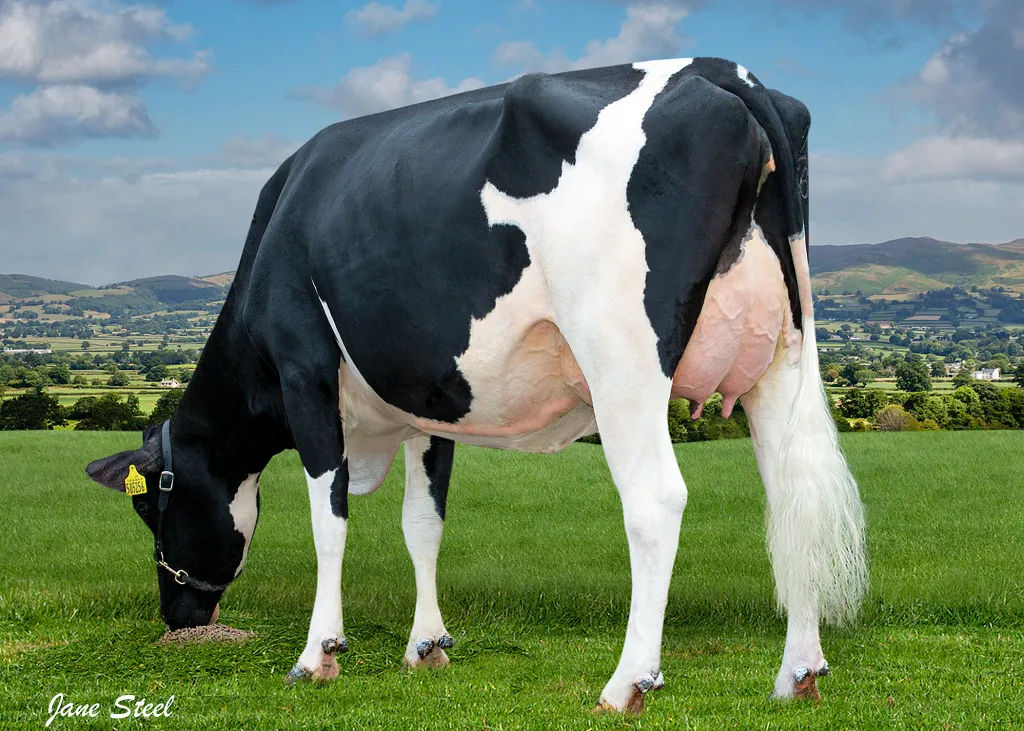 Holstein cow