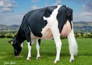 What Is The Lifespan Of A Holstein Cow ABS Global UK