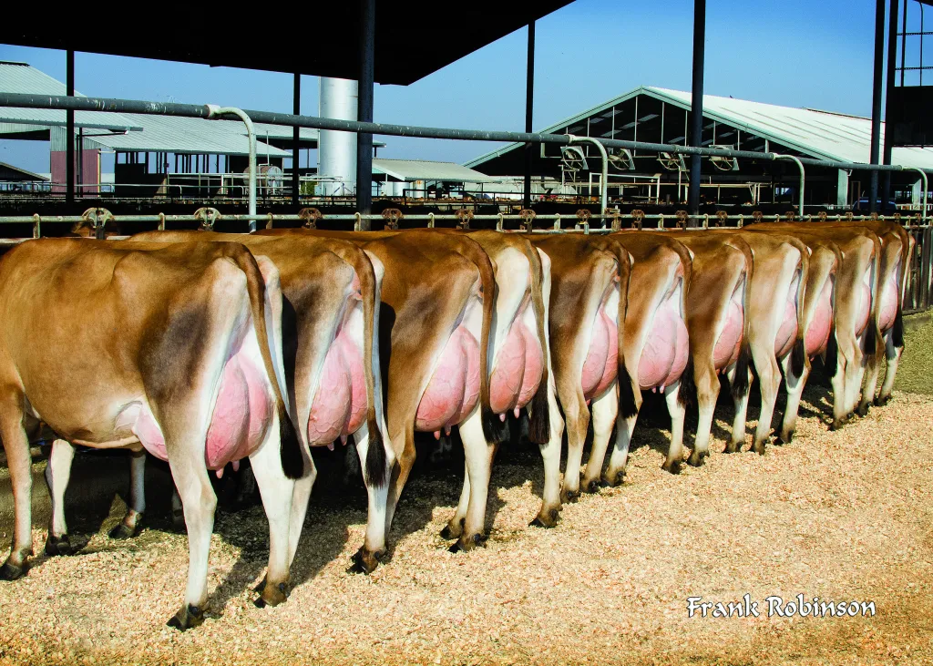 Row of brown cows