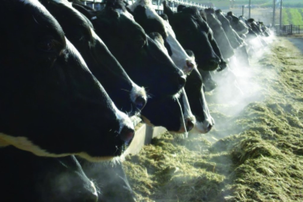 Row of cows showing their breath