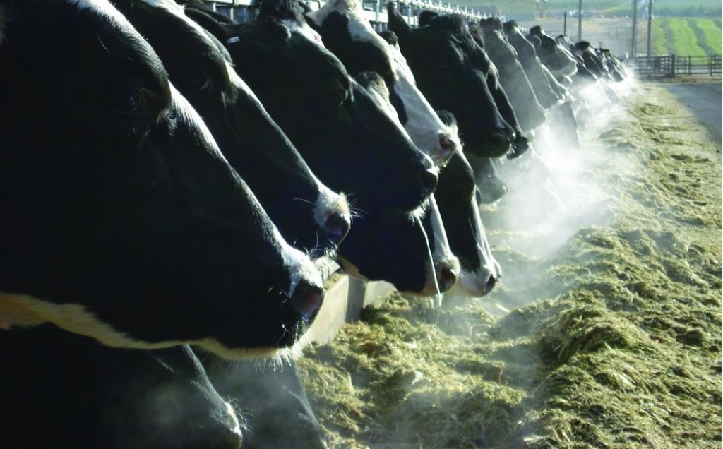 Row of cows showing their breath