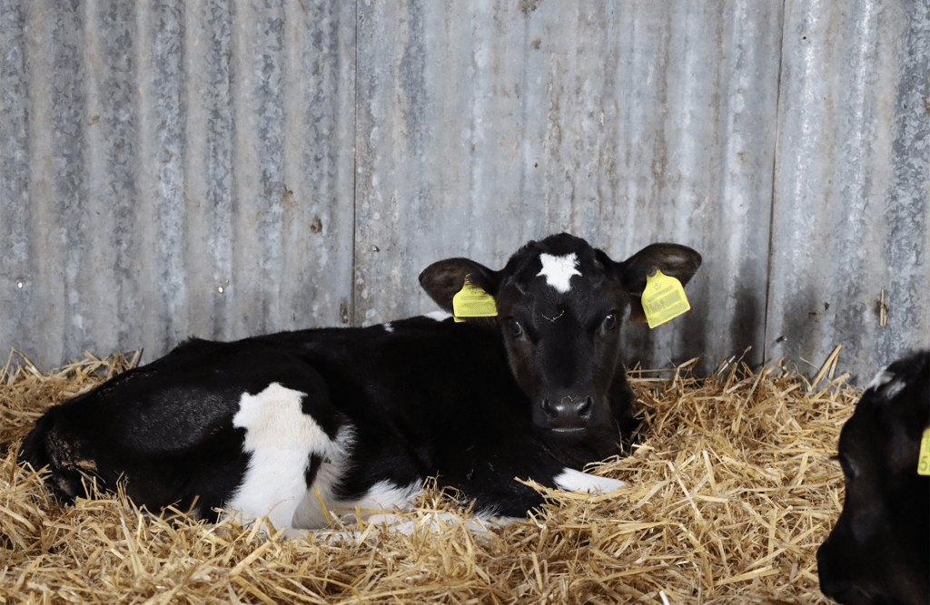 Sexcel, sexed genetics, calf