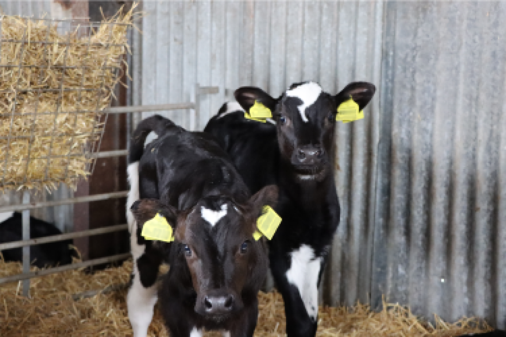 Sexcel, sexed genetics, calves