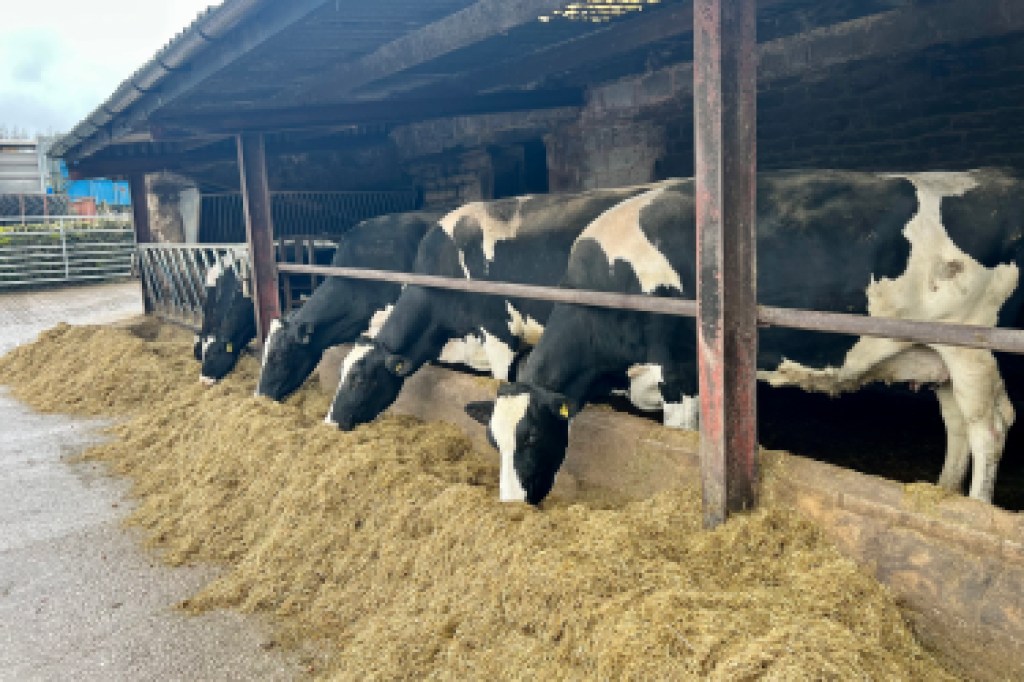 Powerstart treated silage being eaten by a row of cows
