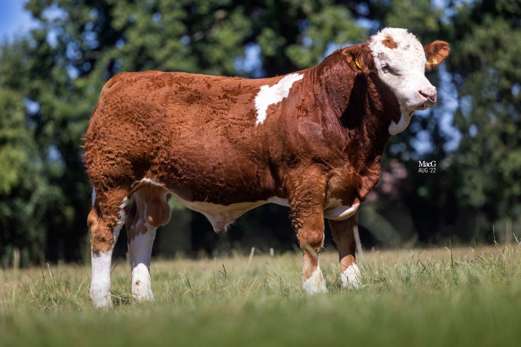 Dinton Meteor Bull Genus ABS Premier Collection