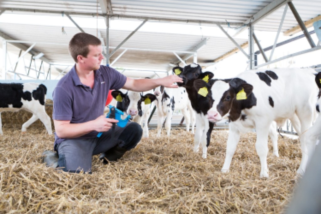 GENEadvance genomic testing of cows