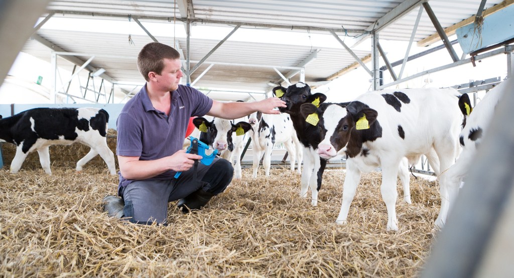 GENEadvance genomic testing of cows