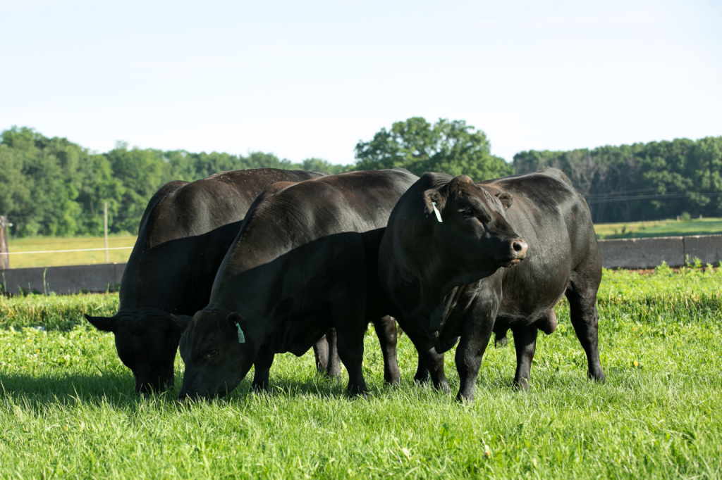 Angus Bull Premier Collection Genus ABS