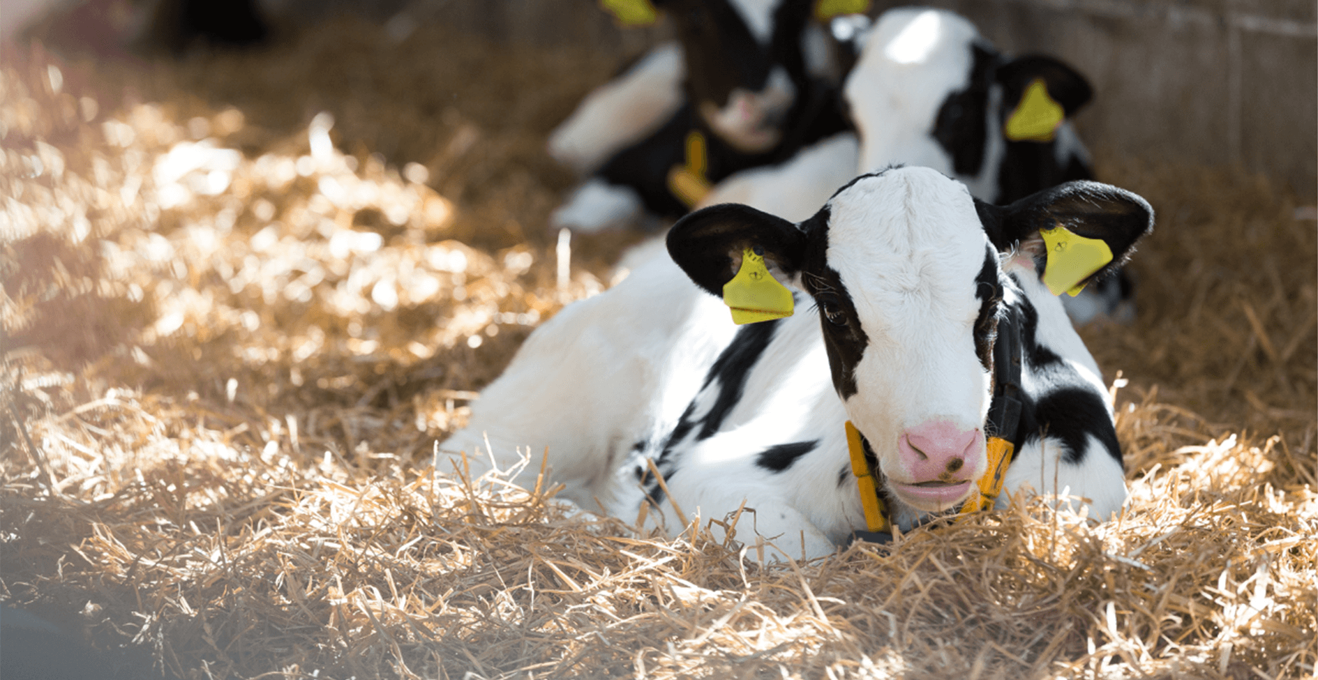 The facts about calf recumbency ABS Global UK