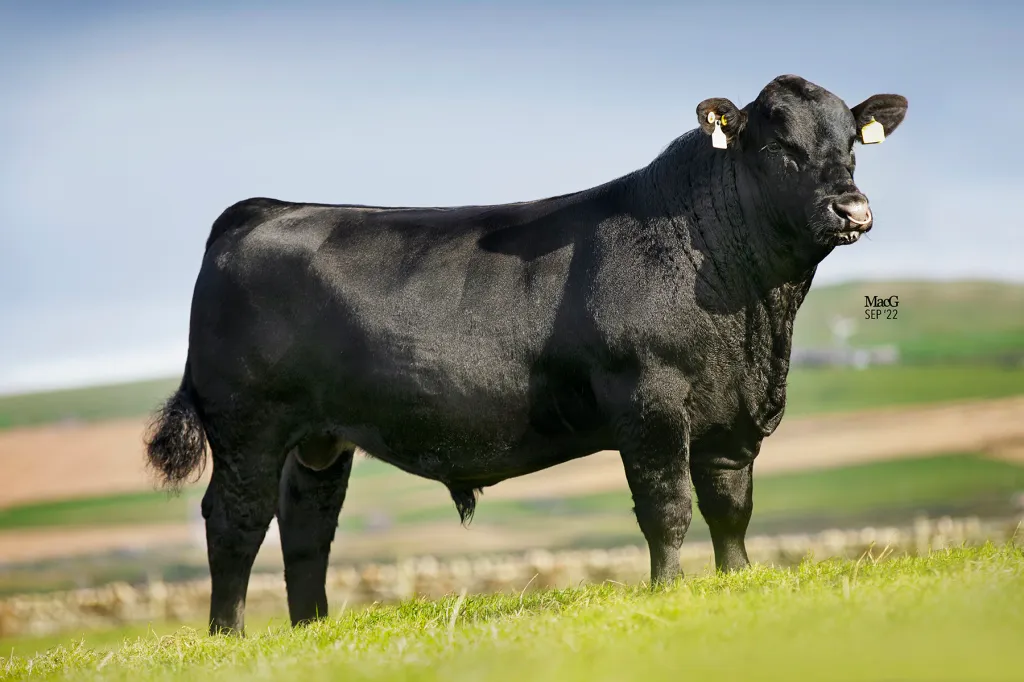 Skaill Evelix Angus Bull Premier Collection Genus ABS