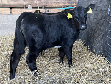 NuEra Genetics 136 calf