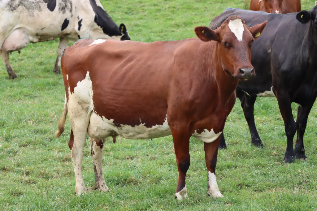 Crossbred red cow