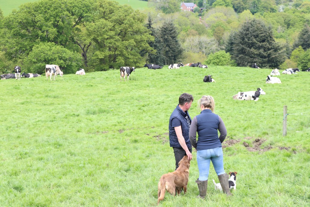 RMS customers amongst herd with dogs