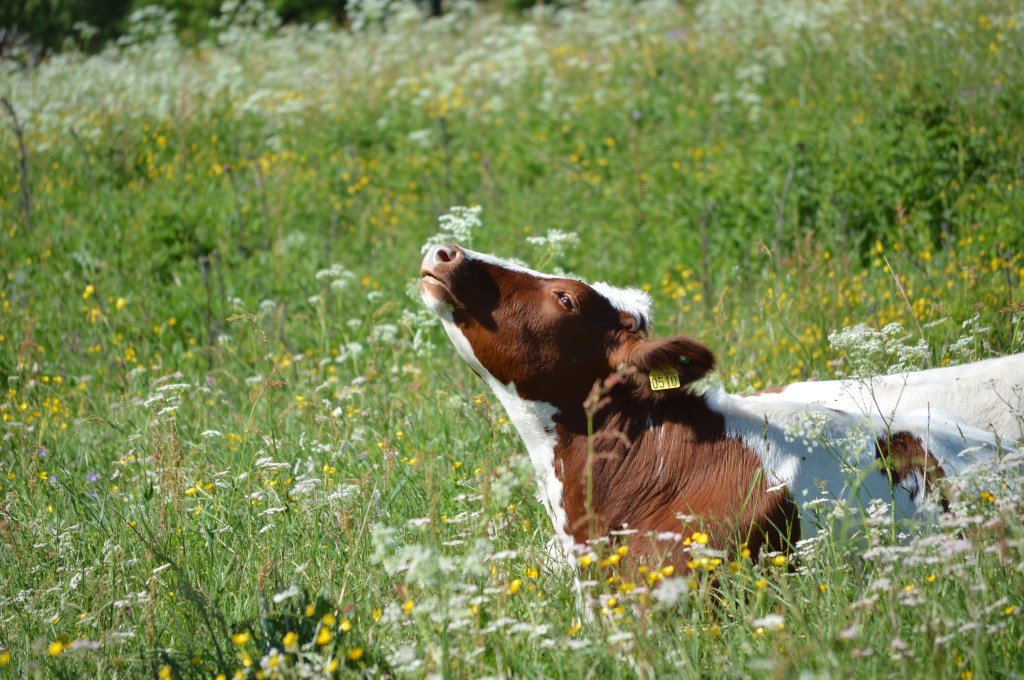 Norwegian Red lying in grass