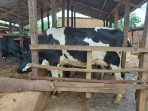 Cow in East Africa (sexed genetics project)