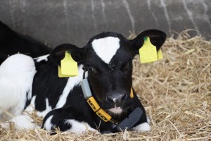 genomic tested calf