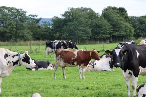 Crossbreeding cows with Norwegian Red genetics