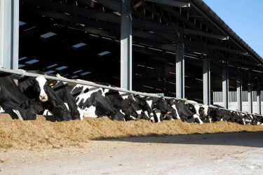Cows eating Powerstart treated silage