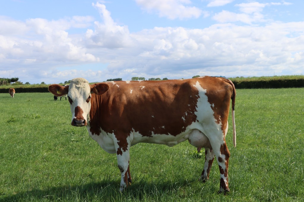 Crossbred cow in Lancashire