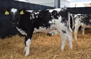 Fertile Beef Sires: Croftends Monty