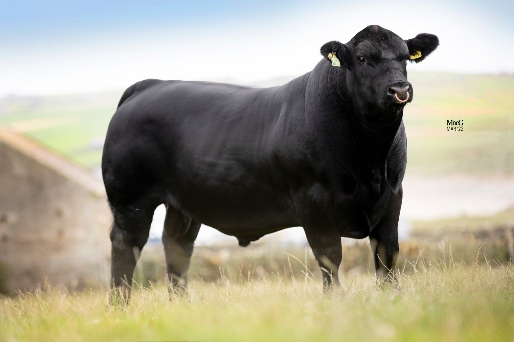 Fertile beef sires: Skaill Dalton