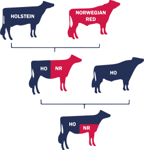 Holstein and Norwegian red crossbreed