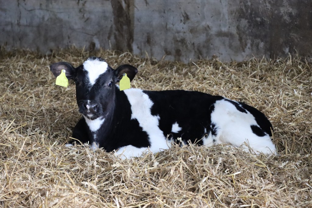 GENEadvance® calf lying down on straw bedding
