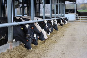The Curtismill herd eating silage