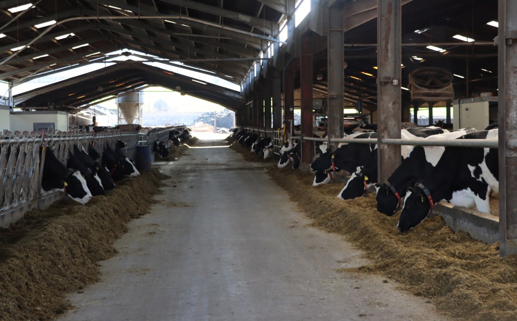Driving Genetic Progress in a Robotic Milking Herd