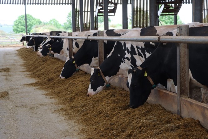 Holstein Dairy cows