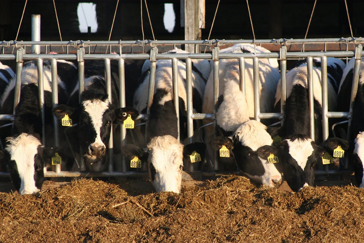 Estrategia de reemplazo de vaquillonas cómo puede aumentar la
