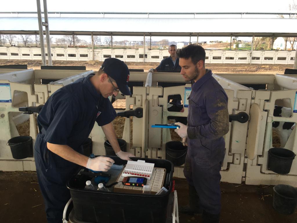 Tecnologías ABS maximizan la productividad en establecimientos lecheros