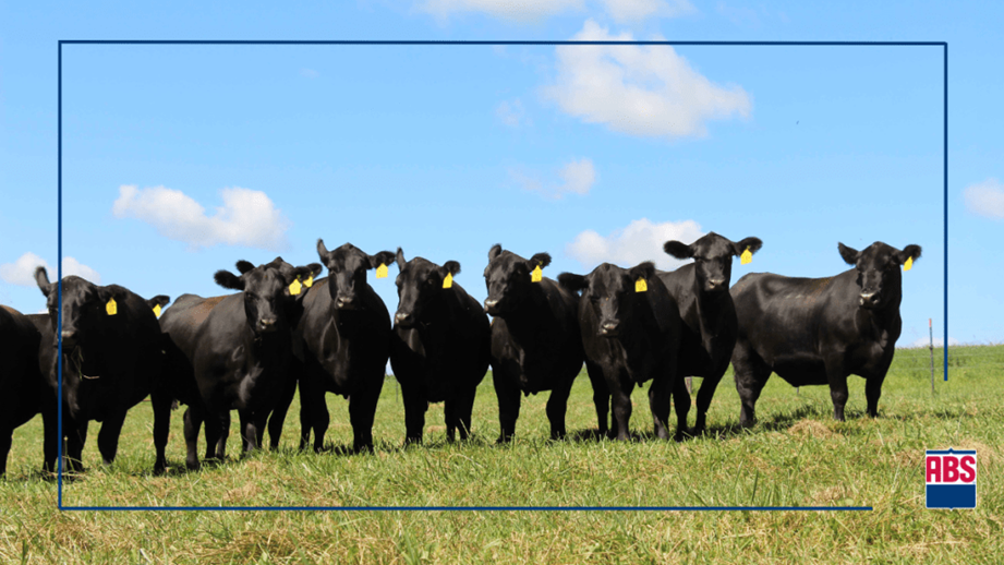 Amplíe el potencial de su rodeo con genética, inteligencia inseminación y sincronización