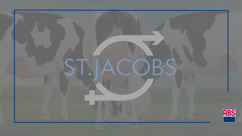 Noticia de última hora: Se agregaron 2 nuevos toros de Linear Choice y 2 St. Jacobs Choice!