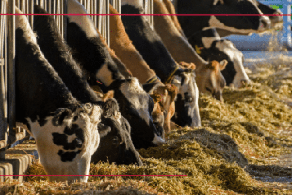 Actualizaciones importantes de las fórmulas DPR, CCR y HCR: lo que los productores lecheros deben saber