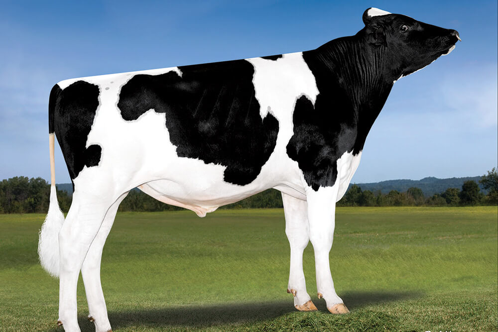 Icon Sires™ ABS Global US