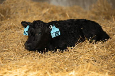 Newborn dairy beef crossbred calf