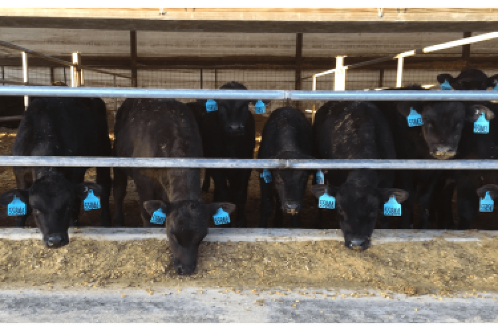 Group of dairy-beef crossbreds at a feed bunk