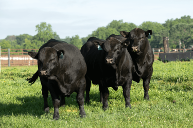 Group of three NuEra T14 bulls