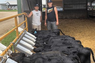 Two dairy farmers in a pen with dairy-beef crossbred calves drinking milk