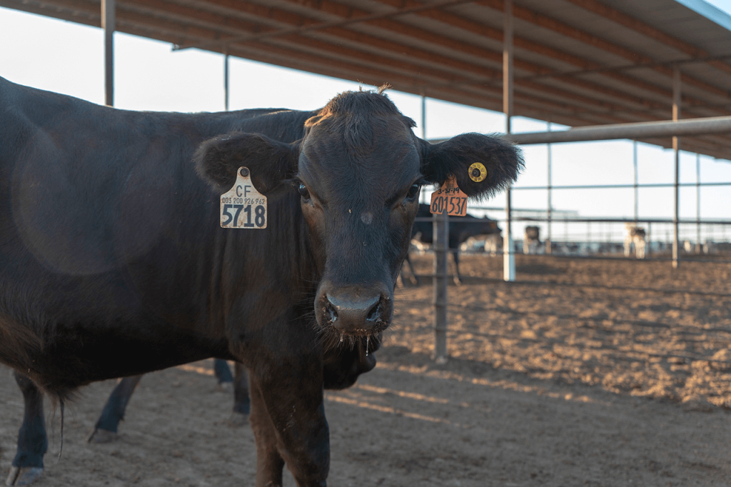 Dairy-beef crossbred calf